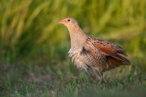 Corn Crake (Crex crex) Männchen, Poland