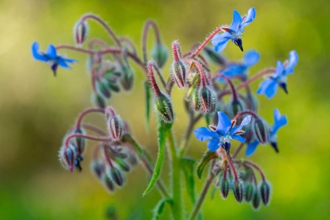 A close-up view of the striking blue Borago officinalis flowers amidst soft green foliage,
