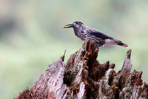Nutcracker (Nucifraga caryocatactes) with a Swiss stone pine nut in its beak, Aletsch Forest,