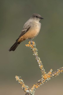 Say's Phoebe (Sayornis saya) perched on a branch, California, USA