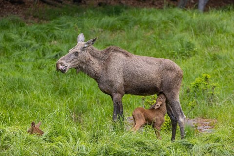 Two baby moose or elk. One of them getting suckled by their mother, Alces alces, (19 days old, born
