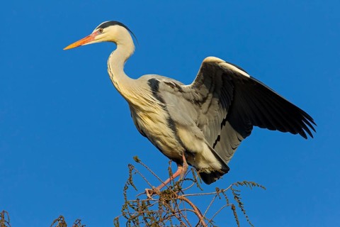 Grey heron, heron, animals, birds, flight photo, nesting material, nest, nest building, (Ardea