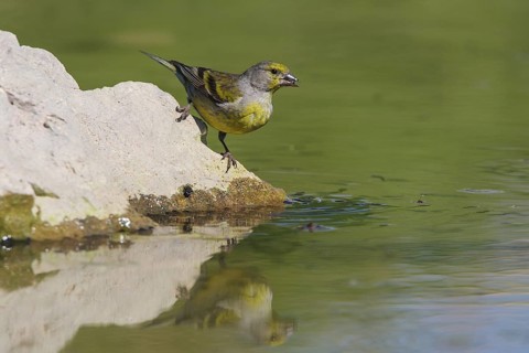 Citril Finch (Carduelis citrinella) female, Carinthia, Austria