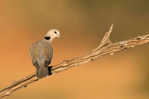 Kaapse tortelduif, Cape Turtle Dove, Streptopelia capicola