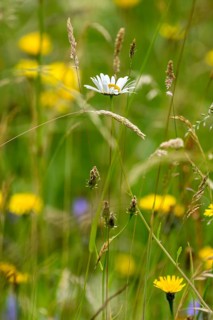 Flowering marguerite (Leucanthemum), colourful flowers and grasses in a wild, natural flower
