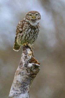Little Owl (Athene noctua), calling male on dead apple tree branch, Biosphere Reserve, Swabian Alb,