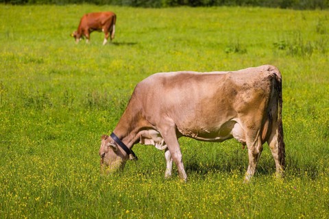 Tyrolean Brown Swiss cattle stand grazing on a green meadow. Eng Valley, Austria