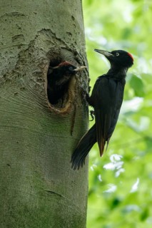 Black Woodpecker (Dryocopus martius) female at nest hole with chick, North Rhine-Westphalia,