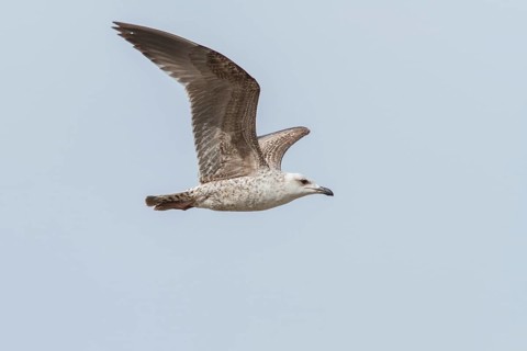 Yellow-legged Gull (Larus michahellis), young in flight, Galicia, Spain