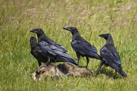 Northern Raven (Corvus corax), Brandenburg, Germany
