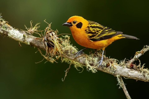 Golden Tanager (Tangara arthus) perched on a branch in the Andes mountains of Colombia