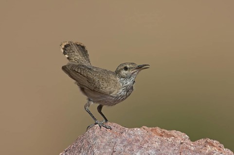 Rock Wren (Salpinctes obsoletus), New Mexico, USA