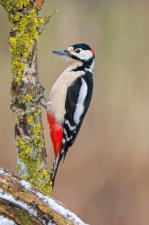 Great Spotted Woodpecker (Dendrocopos major) male, Saxony-Anhalt, Germany