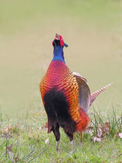 Pheasant, hunting pheasant (Phasianus colchicus), adult male bird calling in a meadow, Lembruch,