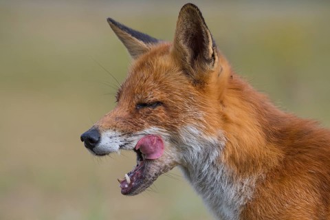 Red Fox (Vulpes vulpes) adult portrait yawning, Netherlands