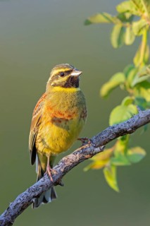 Cirl Bunting (Emberiza cirlus), Bruant zizi, Escribano SoteÒo, Bad D¸rkheim district, Wachenheim,