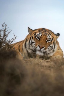 Bengal Tiger (Panthera tigris) adult portrait, captive, Philippolis, South Africa
