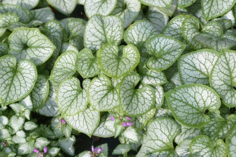 Caucasian forget-me-not (Brunnera macrophylla 'Jack Frost'),  Veitshöchheim, Bavaria, Germany