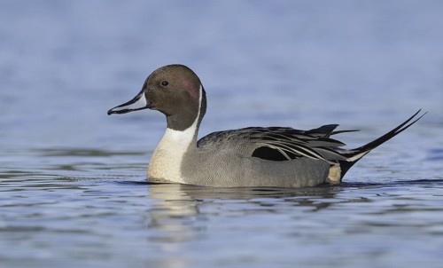 Northern Pintail (Anas acuta) male, British Columbia, Canada