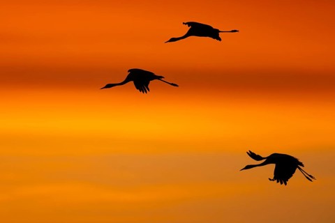 Crane (Grus grus), Hornborgorsjön, Sweden