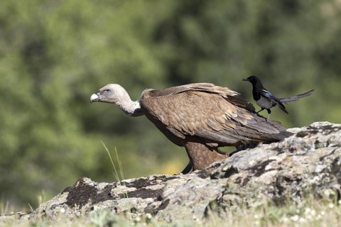 Griffon Vulture & Eurasian Magpie (Gyps fulvus & Pica pica), Madrid, Spain