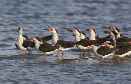 Black Skimmer (Rynchops niger) flock, Texas, USA