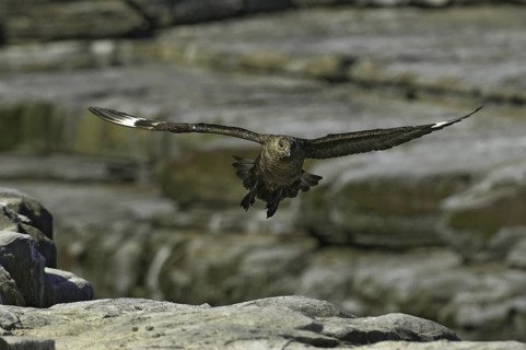 Brown Skua (Stercorarius antarcticus), Falkland Islands