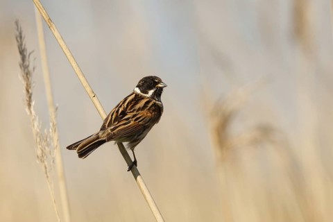 Common Reed Bunting (Emberiza schoeniclus) male, Utrecht, Netherlands