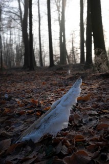 Ice crystals on the dead wood of a branch, North Rhine-Westphalia, Germany