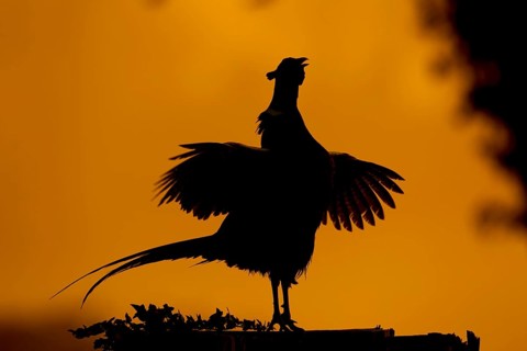 Common pheasant (Phasianus colchicus) adult male game bird calling during its display on a tree
