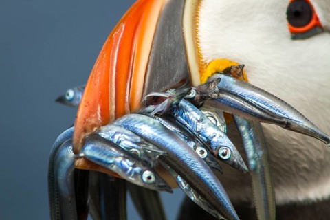 Atlantic Puffin (Fratercula arctica) adult with sandeels in bill, Farne Islands, United Kingdom