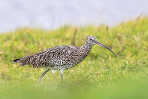 Eurasian Curlew (Numenius arquata), Netherlands
