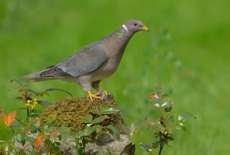 Band-tailed Pigeon (Patagioenas fasciata), British Columbia, Canada