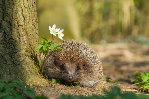 European hedgehog (Erinaceus europaeus) adult animal in a woodland with flowering Wood anemone