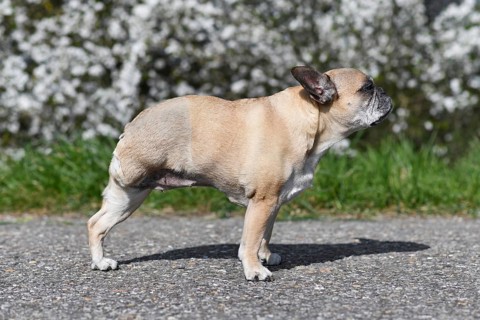 French Bulldog with Osteosarkoma bone cancer with amputated hind leg