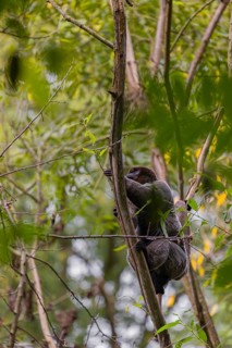 A common woolly monkey, brown woolly monkey, or Humboldt's woolly monkey (3) (Lagothrix