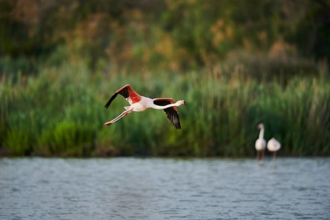 Greater Flamingo (Phoenicopterus roseus), flying above the water, Parc Naturel Regional de