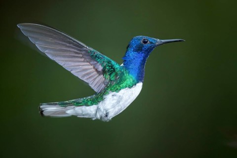 White-necked Jacobin (Florisuga mellivora) male flying, Pichincha, Ecuador