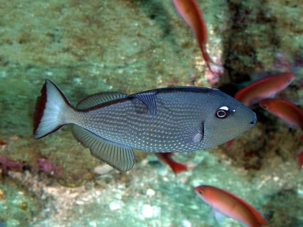 Blue-throated triggerfish (Xanthichthys auromarginatus)
