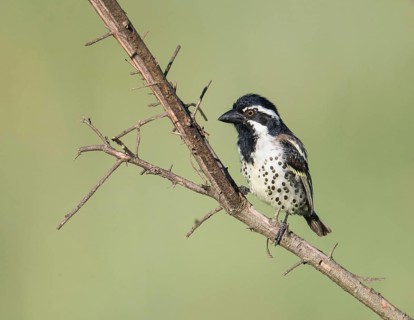 Spot-flanked Barbet (Tricholaema lacrymosa), Uganda