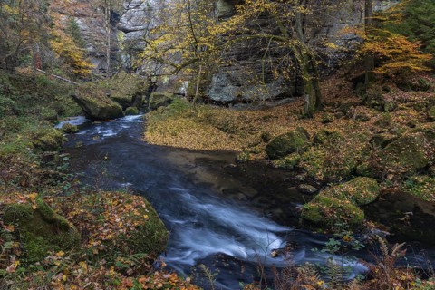 Flowing water with ferns and rocks in the Edmunds Gorge in autumn. River Kamnitz, Hrensko, Ustecky