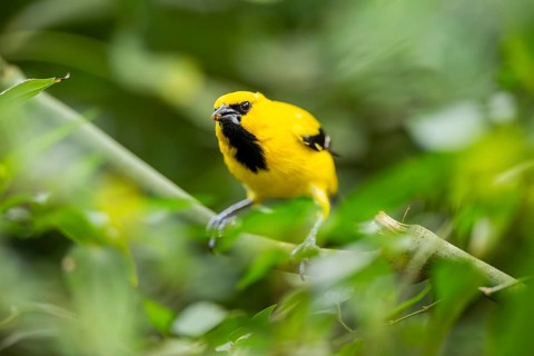Yellow oriole (Icterus nigrogularis) sitting on a branch, captive, Germany