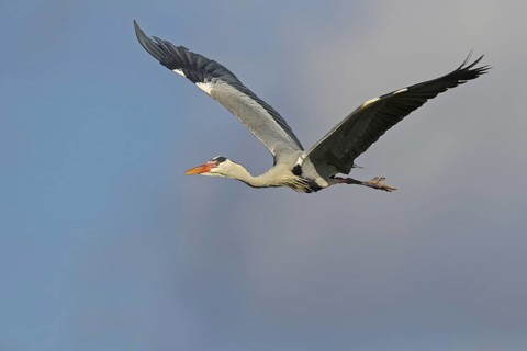 Grey Heron (Ardea cinerea) flying, Baden-Wuerttemberg, Germany