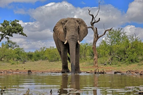 African elephant (Loxodonta africana), bull, male, at the water, Kruger National Park, Kruger