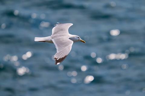 A gull glides over the sea surface surrounded by sparkling waves, Herring Gull (Larus argentatus),