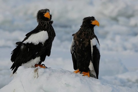 Steller's Sea Eagle (Haliaeetus pelagicus), Hokkaido, Japan