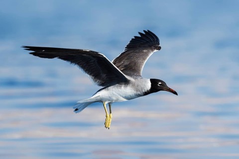 White-eyed Gull (Ichthyaetus leucophthalmus) flying, Eilat, Israel