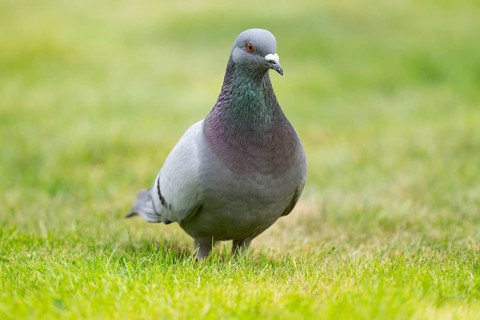 Domestic pigeon (Columba livia domestica) on a lawn, green area in search of food, Lower Saxony,