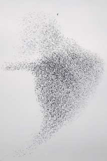 Common Starling (Sturnus vulgaris) huge flock flying in formation with Peregrine Falcon (Falco