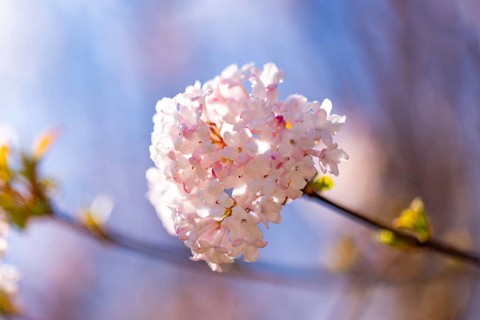 Branch of winter snowball (Viburnum) with delicate flowers in the foreground, blurred background